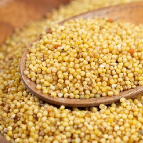 Foxtail Millet